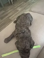 Green , a male Boykin Spaniel for sale in Townsend, GA – Photo 2 of 5