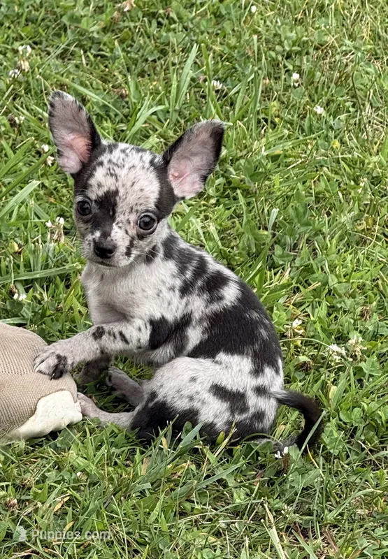 Paco – Chihuahua puppy for sale in Otter Lake, MI