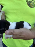 Tinker , a female Chihuahua for sale in Otter Lake, MI – 3 of 6