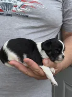 Pablo, a male Chihuahua for sale in Otter Lake, MI – Photo 3 of 3