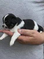 Pablo, a male Chihuahua for sale in Otter Lake, MI – Photo 2 of 3