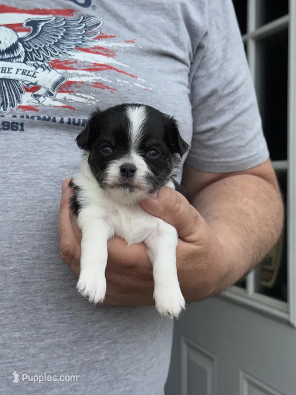 Pablo – Chihuahua puppy for sale in Otter Lake, MI