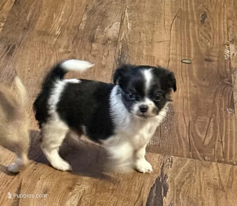 Pablo – Chihuahua puppy for sale in Otter Lake, MI