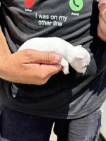Angel, a female Chihuahua for sale in Otter Lake, MI – 5 of 6
