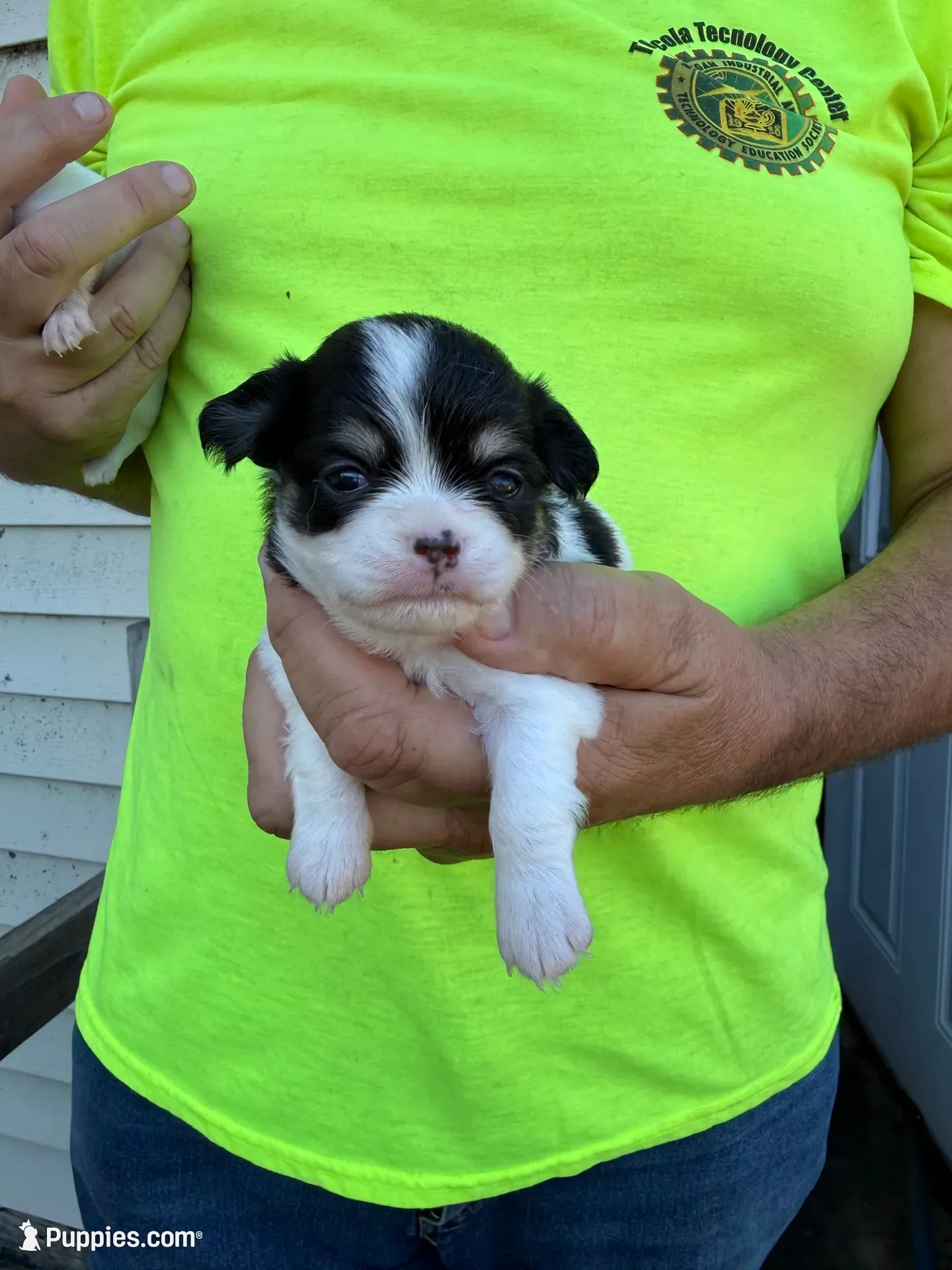 April, a female Chihuahua for sale in Otter Lake, MI – 3 of 6