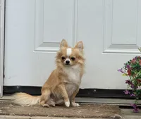 Pipper, a female Chihuahua for sale in Otter Lake, MI – 4 of 6