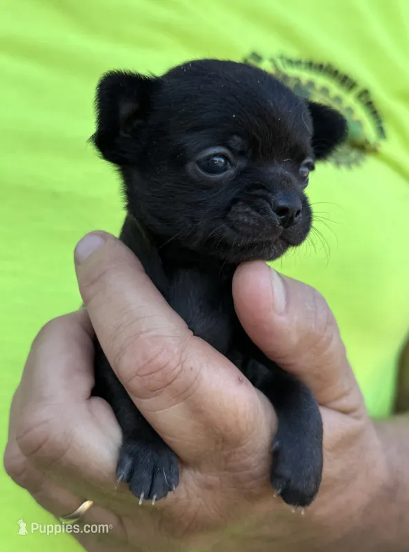 Skittles – Chihuahua puppy for sale in Otter Lake, MI