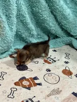 Sashay, a female Chihuahua for sale in Otter Lake, MI – Photo 3 of 7