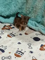 Sashay, a female Chihuahua for sale in Otter Lake, MI – Photo 6 of 7