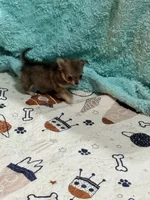 Sashay, a female Chihuahua for sale in Otter Lake, MI – Photo 4 of 7