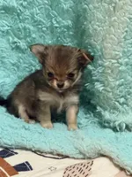 Sashay, a female Chihuahua for sale in Otter Lake, MI – Photo 1 of 7