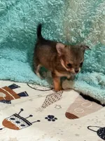 Sashay, a female Chihuahua for sale in Otter Lake, MI – Photo 7 of 7