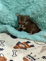 Sashay, a female Chihuahua for sale in Otter Lake, MI – Photo 5 of 7