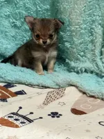 Sashay, a female Chihuahua for sale in Otter Lake, MI – Photo 2 of 7