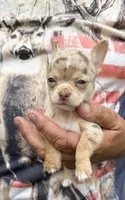Coco , a male Chihuahua for sale in Otter Lake, MI – 1 of 9