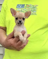 Paco, a male Chihuahua for sale in Otter Lake, MI – 4 of 7