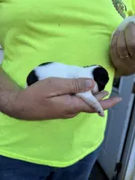 Razeal , a female Chihuahua for sale in Otter Lake, MI – 2 of 2