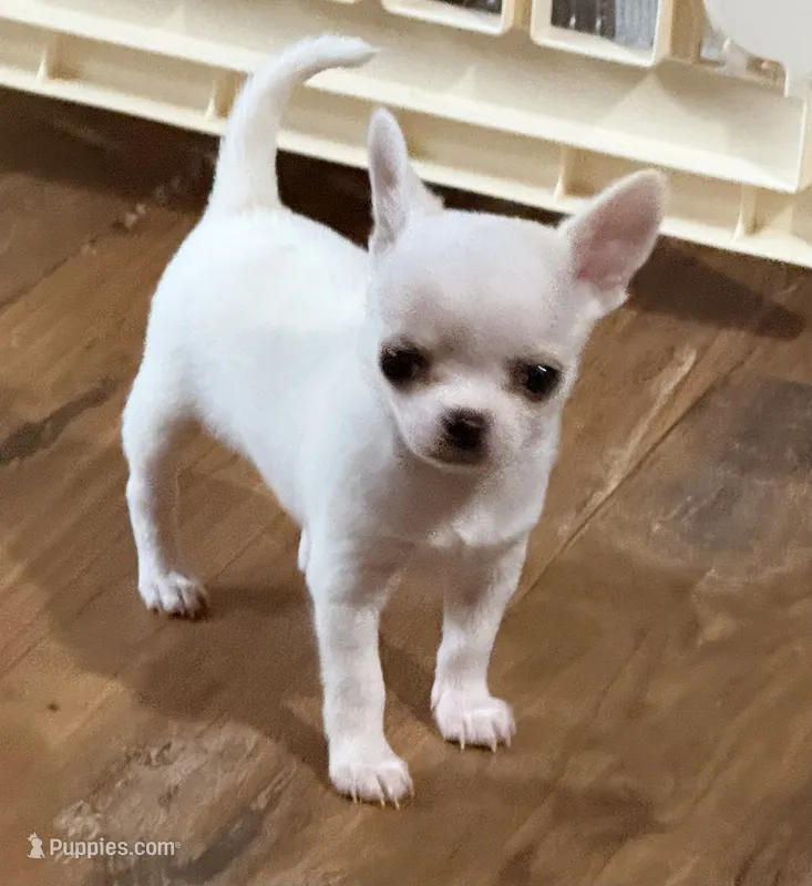 Ice – Chihuahua puppy for sale in Otter Lake, MI