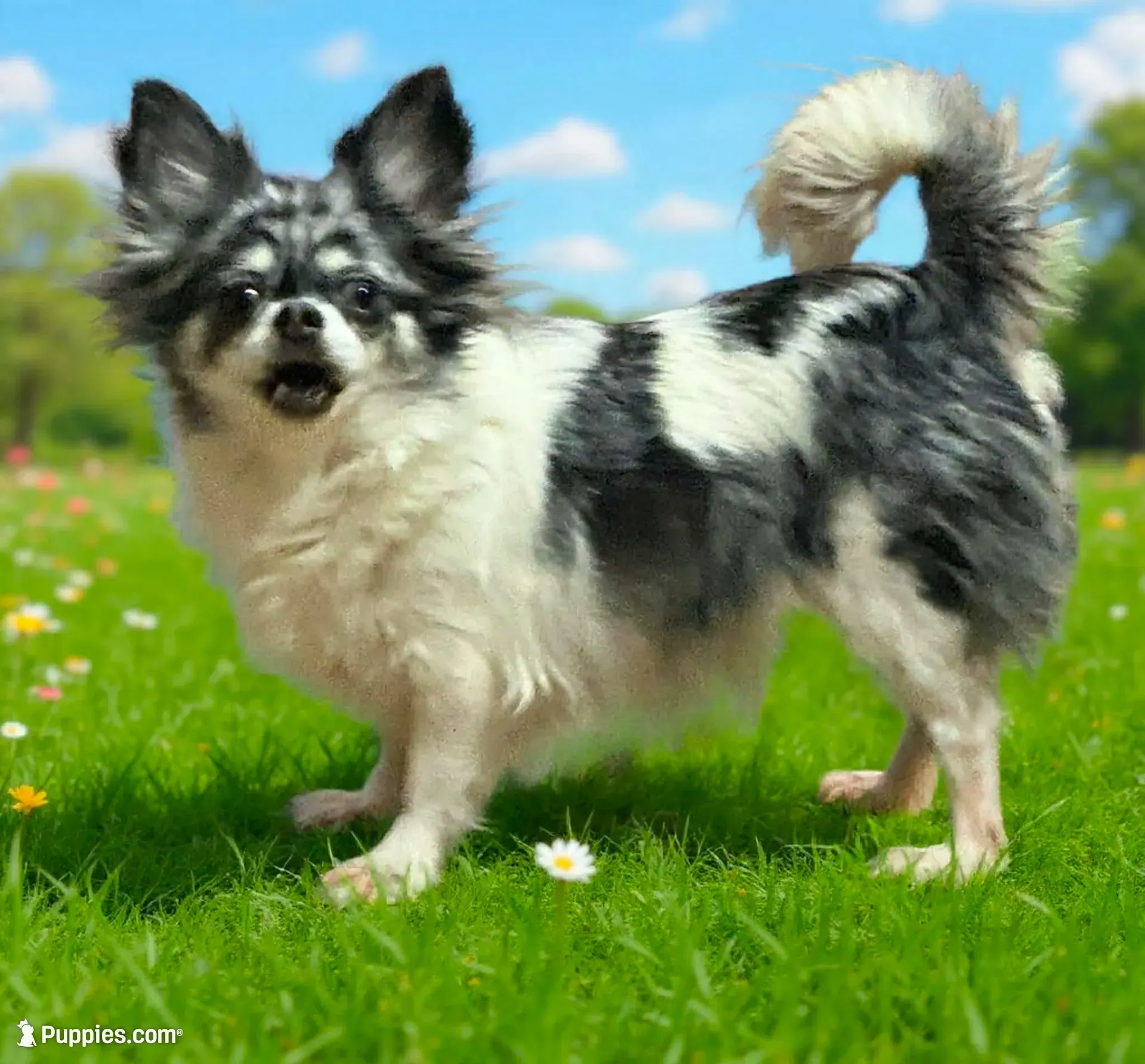 April, a female Chihuahua for sale in Otter Lake, MI – 5 of 6