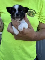 Tinker , a female Chihuahua for sale in Otter Lake, MI – 1 of 6
