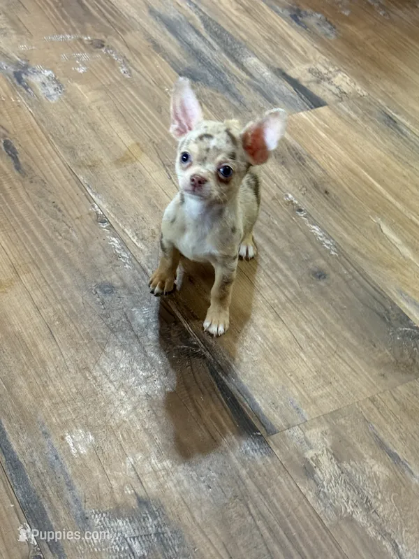 Coco  – Chihuahua puppy for sale in Otter Lake, MI