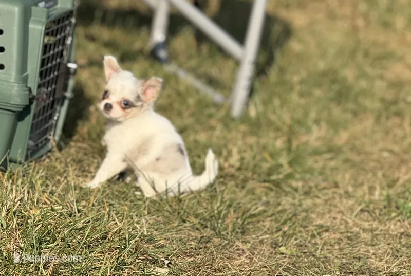 Aspen – Chihuahua puppy for sale in Otter Lake, MI