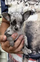 Paco, a male Chihuahua for sale in Otter Lake, MI – 3 of 10
