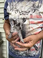 Paco, a male Chihuahua for sale in Otter Lake, MI – 5 of 10