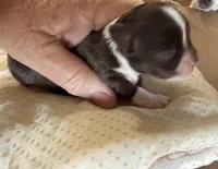 Sabrina , a female Chihuahua for sale in Otter Lake, MI – 3 of 5