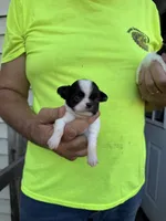 Razeal , a female Chihuahua for sale in Otter Lake, MI – 1 of 2