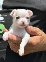 Angel, a female Chihuahua for sale in Otter Lake, MI – 4 of 6
