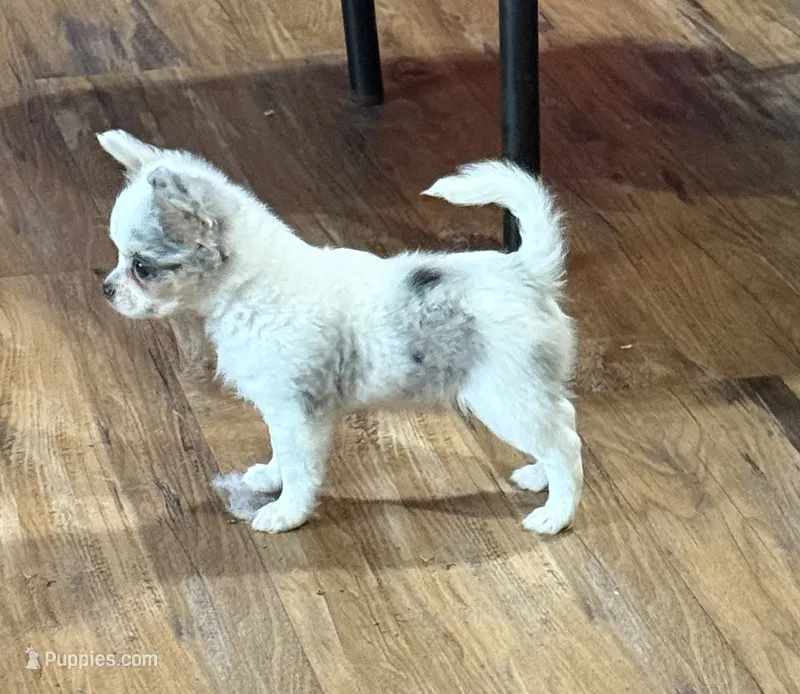 Aspen – Chihuahua puppy for sale in Otter Lake, MI