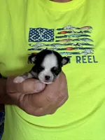 Itty bitty, a male Chihuahua for sale in Otter Lake, MI – 2 of 4
