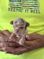 Coco , a male Chihuahua for sale in Otter Lake, MI – 2 of 4