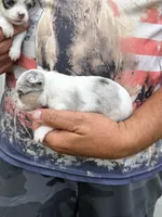 Aspen, a female Chihuahua for sale in Otter Lake, MI – 4 of 6
