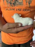 Ice, a male Chihuahua for sale in Otter Lake, MI – 5 of 5