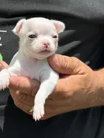 Angel, a female Chihuahua for sale in Otter Lake, MI – 3 of 6