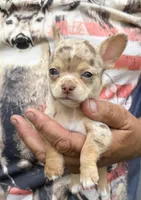 Coco , a male Chihuahua for sale in Otter Lake, MI – 3 of 9