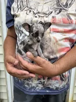 Paco, a male Chihuahua for sale in Otter Lake, MI – 4 of 10