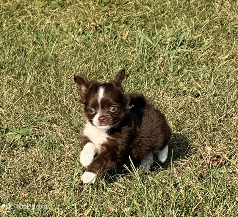 Sabrina  – Chihuahua puppy for sale in Otter Lake, MI