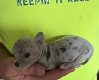 Blue swirl, a male Chihuahua for sale in Otter Lake, MI – 4 of 4