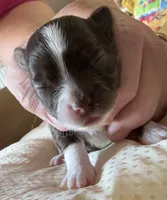 Sabrina , a female Chihuahua for sale in Otter Lake, MI – 1 of 5
