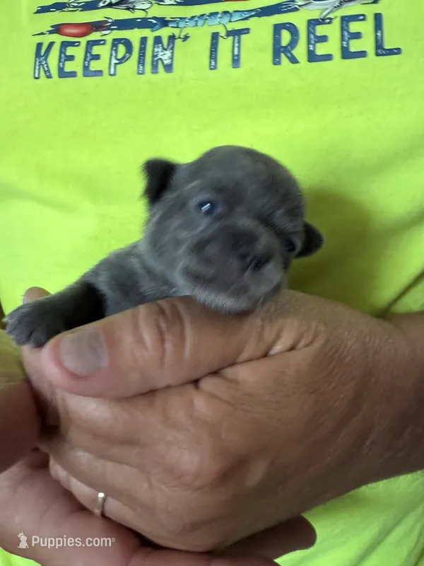 Blue – Chihuahua puppy for sale in Otter Lake, MI