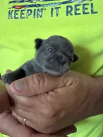 Blue, a male Chihuahua for sale in Otter Lake, MI – 1 of 4