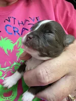 Sabrina , a female Chihuahua for sale in Otter Lake, MI – 2 of 5