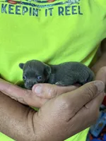 Blue, a male Chihuahua for sale in Otter Lake, MI – 2 of 4