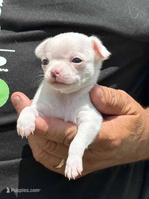 Angel – Chihuahua puppy for sale in Otter Lake, MI
