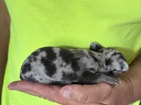 Ravioli , a male Chihuahua for sale in Otter Lake, MI – 3 of 4