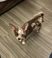 Paco, a male Chihuahua for sale in Otter Lake, MI – 10 of 10