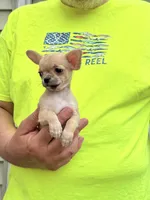 Paco, a male Chihuahua for sale in Otter Lake, MI – 6 of 7